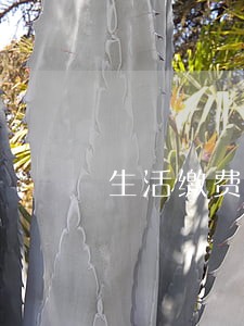 生活缴费逾期七天 生活缴费逾期七天