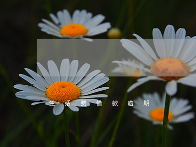 生活费借款逾期 生活费借款逾期