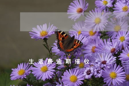 生活费逾期催收 生活费逾期催收