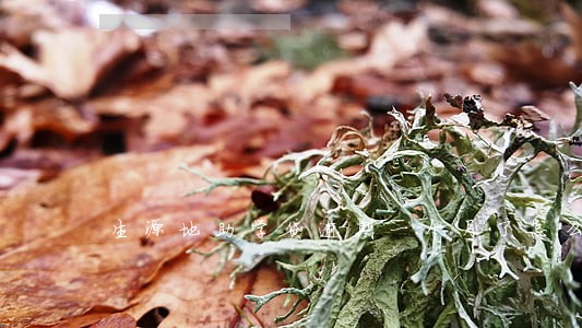 生源地助学贷逾期一个月了怎么办 生源地助学贷逾期一个月了怎么办