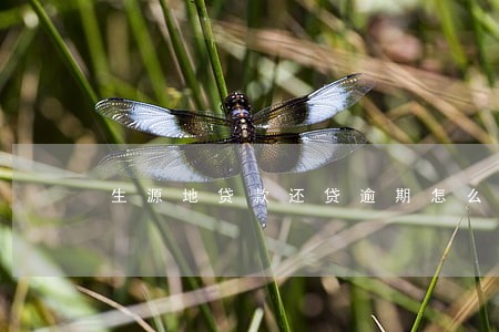 生源地贷款还贷逾期怎么办 生源地贷款还贷逾期怎么办