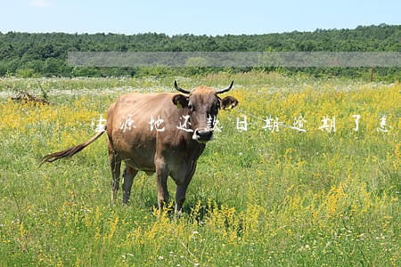 生源地还款日期逾期了怎么还款 生源地还款日期逾期了怎么还款