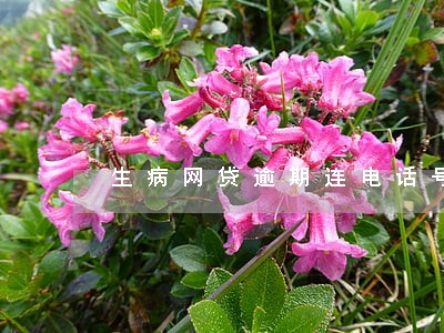 生病网贷逾期连电话号码都没了 生病网贷逾期连电话号码都没了