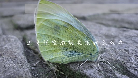 生育保险逾期没报销怎么办 生育保险逾期没报销怎么办