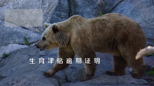 生育津贴逾期证明 生育津贴逾期证明