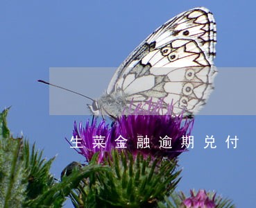 生菜金融逾期兑付