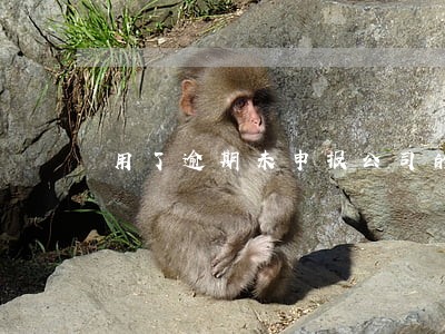 用了逾期未申报公司的发票