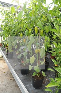 用人单位逾期不给加班费 用人单位逾期不给加班费