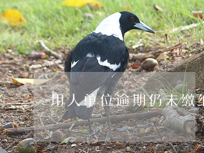 用人单位逾期仍未缴纳或者补足 用人单位逾期仍未缴纳或者补足