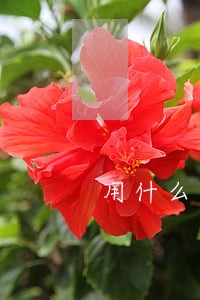 用什么方法解决花呗逾期 用什么方法解决花呗逾期