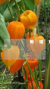 用信用来买房保证不逾期可以吗