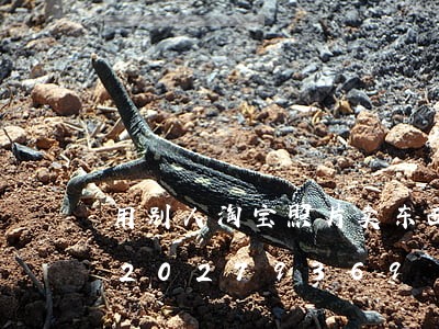 用别人淘宝照片卖东西违法么/2023020279369 用别人淘宝照片卖东西违法么/2023020279369