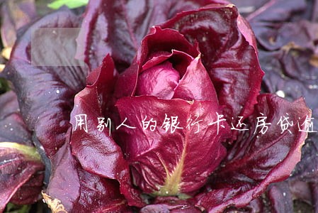 用别人的银行卡还房贷逾期 用别人的银行卡还房贷逾期