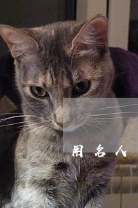 用名人名字写小说违法吗 用名人名字写小说违法吗