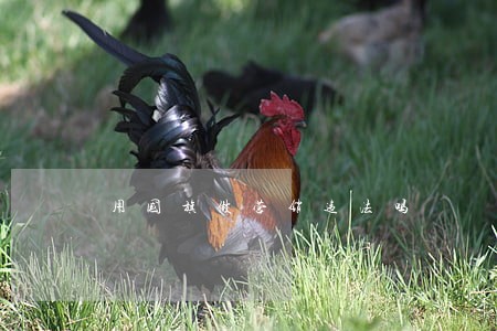 用国旗做营销违法吗 用国旗做营销违法吗