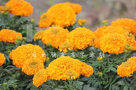 用女朋友名字逾期 用女朋友名字逾期
