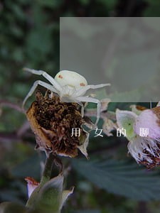 用女的聊男的卖东西违法吗 用女的聊男的卖东西违法吗