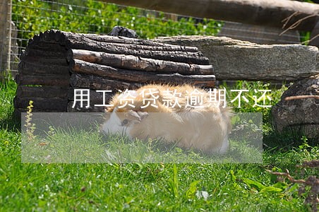用工资贷款逾期不还