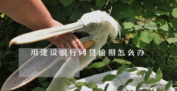 用建设银行网贷逾期怎么办 用建设银行网贷逾期怎么办