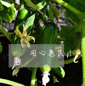 用心惠民十大工程 用心惠民十大工程