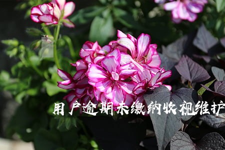 用户逾期未缴纳收视维护费 用户逾期未缴纳收视维护费