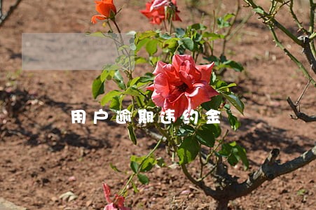 用户逾期违约金 用户逾期违约金
