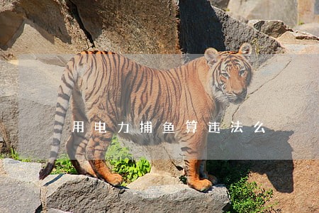 用电力捕鱼算违法么 用电力捕鱼算违法么