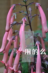 用的么么钱包逾期两天 用的么么钱包逾期两天