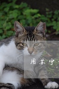 用苏宁任性贷逾期 用苏宁任性贷逾期