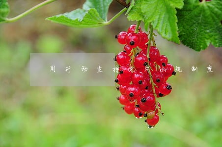 用行动支持党内法规制度建设