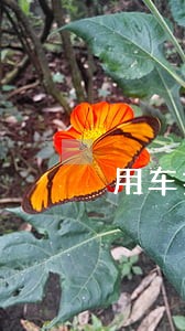 用车抵押贷款逾期多久被拖车 用车抵押贷款逾期多久被拖车