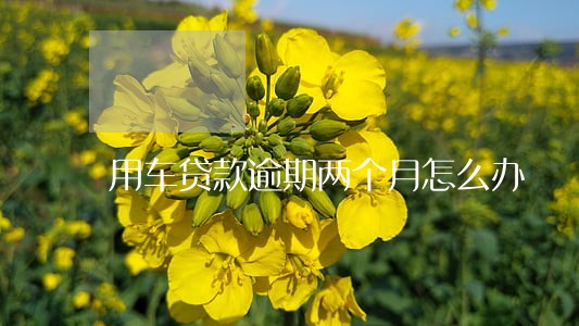 用车贷款逾期两个月怎么办 用车贷款逾期两个月怎么办