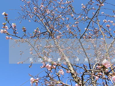 用迅雷看冠希照片违法吗 用迅雷看冠希照片违法吗