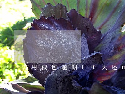 用钱包逾期10天还可以 用钱包逾期10天还可以