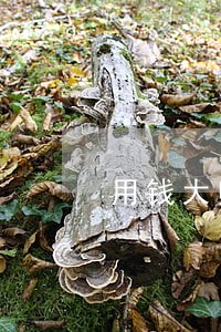 用钱大师不逾期征信会体现吗 用钱大师不逾期征信会体现吗