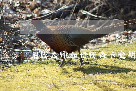 用钱大师和借钱白卡逾期 用钱大师和借钱白卡逾期