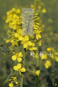 用钱大师逾期一天有事吗 用钱大师逾期一天有事吗