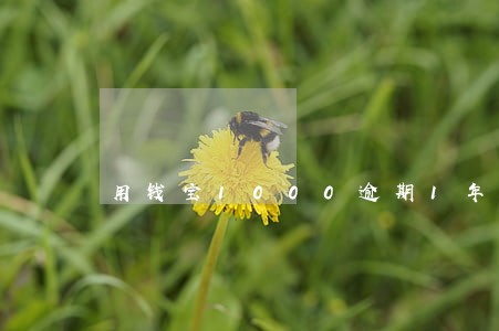 用钱宝1000逾期1年利息 用钱宝1000逾期1年利息