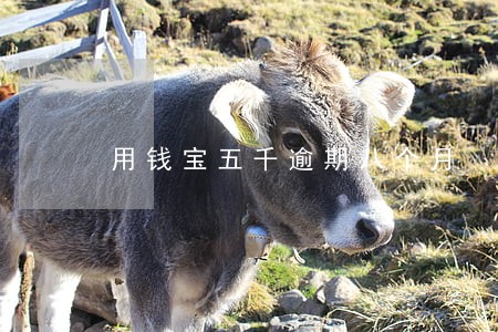 用钱宝五千逾期八个月 用钱宝五千逾期八个月