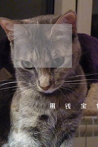 用钱宝信用逾期 用钱宝信用逾期