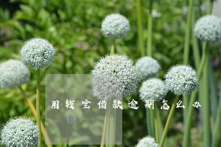 用钱宝借款逾期怎么办 用钱宝借款逾期怎么办