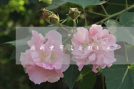 用钱宝可以逾期8天 用钱宝可以逾期8天