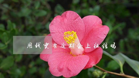 用钱宝有逾期会上征信吗