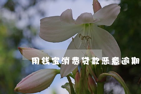 用钱宝消费贷款恶意逾期 用钱宝消费贷款恶意逾期