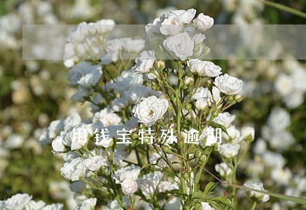 用钱宝特殊逾期 用钱宝特殊逾期