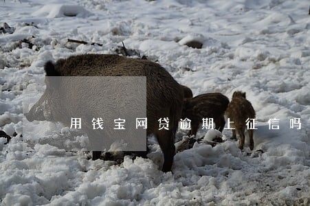 用钱宝网贷逾期上征信吗 用钱宝网贷逾期上征信吗