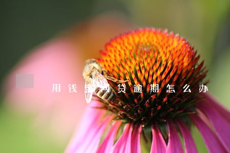 用钱宝网贷逾期怎么办 用钱宝网贷逾期怎么办