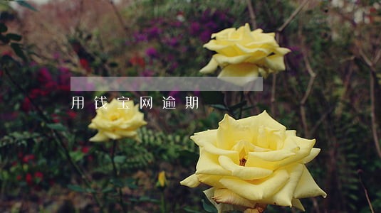 用钱宝网逾期 用钱宝网逾期