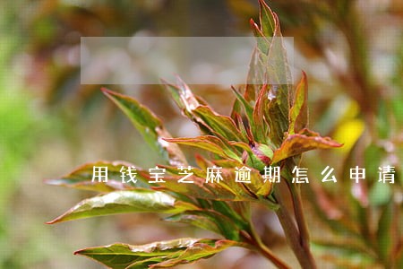 用钱宝芝麻逾期怎么申请 用钱宝芝麻逾期怎么申请
