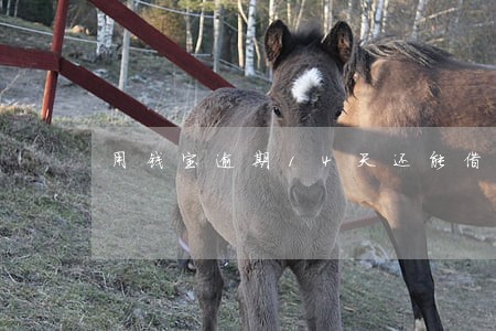 用钱宝逾期14天还能借嘛 用钱宝逾期14天还能借嘛